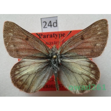 Colias nastes ferrisi Verhulst, 2004 PARATYPE Canada24d
